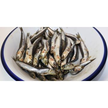 ANCHOVY FISH