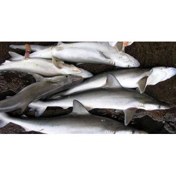 Shark fish